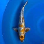 kogane ochiba ginrin 34cm male
