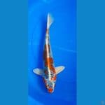 kujaku 37cm male