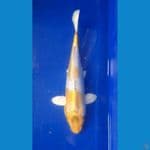 Hariwake Doitsu 35cm