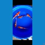 koi mix