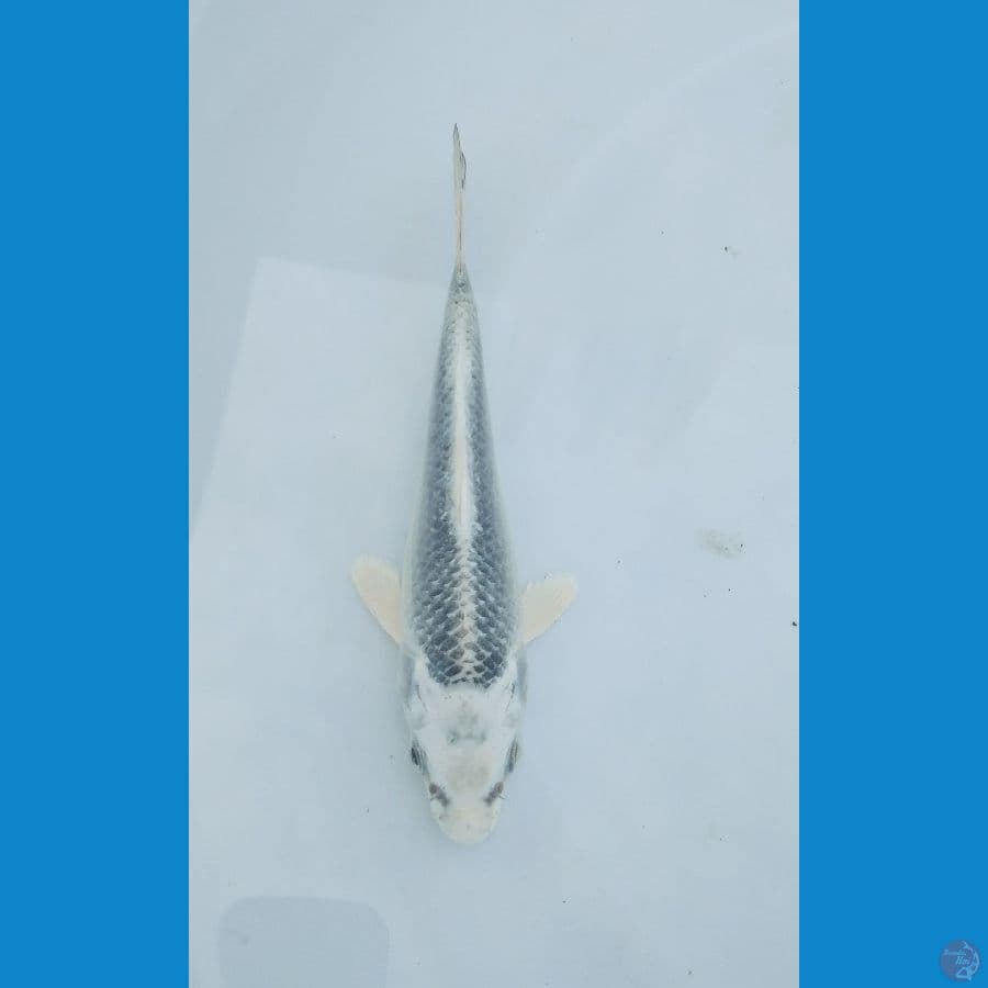 Matshuba 12cm