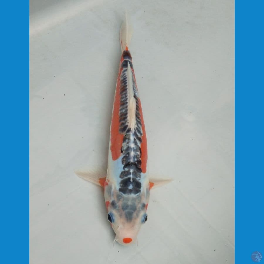 Hot Shusui 28cm.