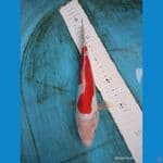 Hot Doitsu Red Strong ory 25cm