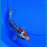 24cm kikokuryu red antik