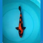 Hi utsuri 37cm male