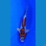 20cm beni kiko