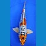 36cm doitsu kujaku