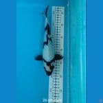 LELANG SIRO 26 CM MALE