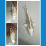 Gin matsubha calon Top Berpunuk 22cm