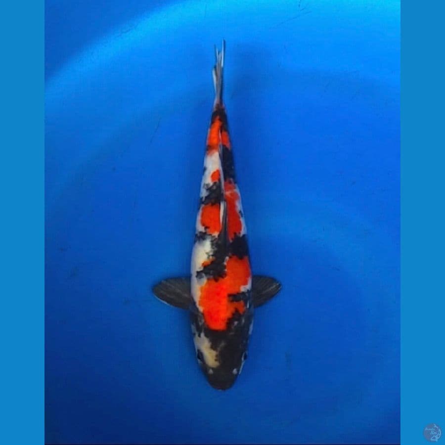 showa 28cm