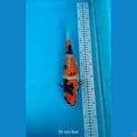 SOWA BULKY  31 CM