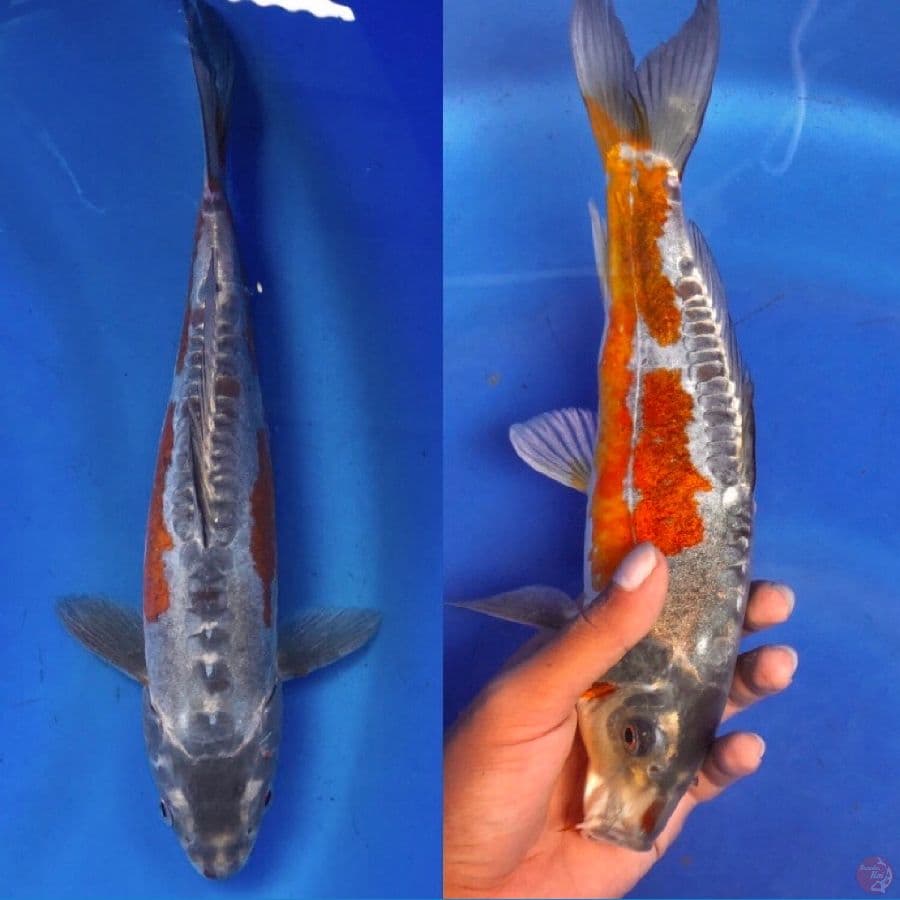 langka kiko X shusui 29cm