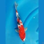 showa 35cm
