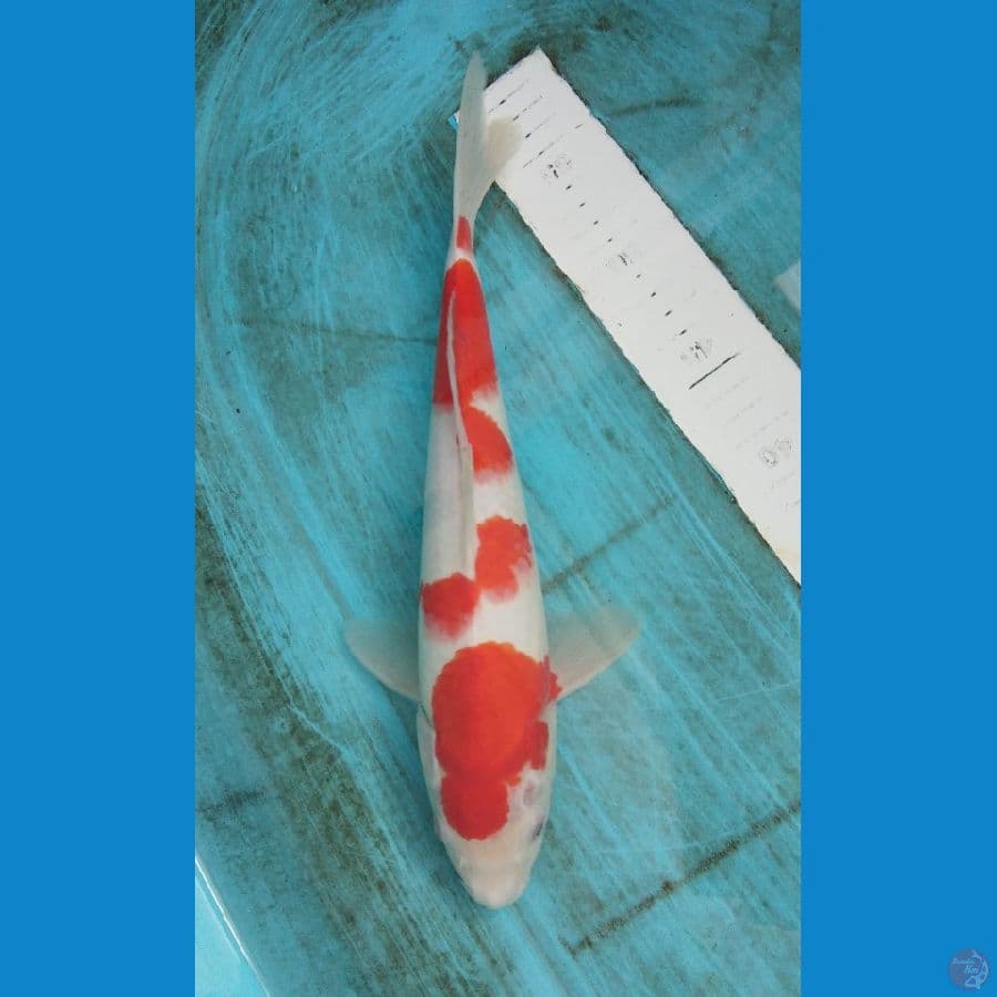 kohaku 32cm