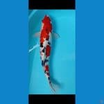 sanke jantan original 50cm