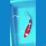 KOHAKU DOITSU SERTI SHOW