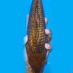 ready caramel gindrin 28cm joss