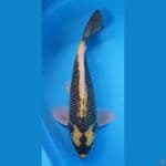 KABUTO 49 CM