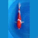 kohaku