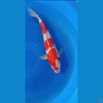 kohaku