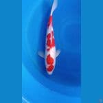 kohaku 