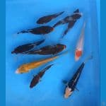 MIX 10PCS BABY KOROMO-TANCHO-KUMON-KI SUSHUI 12-18CM