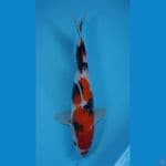SHOWA 32 CM