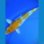F31cm ginrin A hariwake