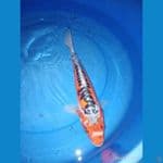 Shusui 37cm
