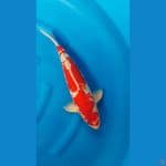 GHOSIKI RED STRONG BULKY - 42cm/m⁶