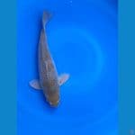 Ochiba Male berpunuk size 31cm