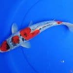 M39cm, doitsu goshiki merah strong menyala
