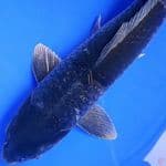 F50cm, spesial jumbo murah Hikari ginrin ochiba hitam