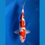 kohaku 42cm male