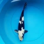 Shiro 43cm female 