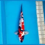 Kindai showa 44cm male 