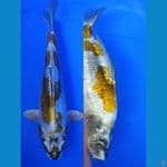 Bulky25cm, gold kikokuryu pola halus