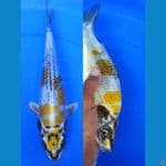 Bulky28cm, kin kikokuryu berpunuk