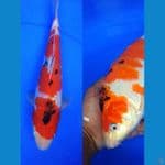 Bulky28cm, sanke berpunuk prospek jumbo