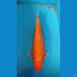 KAISAR KOI BLITAR - BENIGOI 37CM 