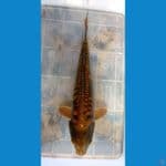 KAISAR KOI BLITAR - CHAGOI SISIK NAGA 28CM