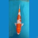 KAISAR KOI BLITAR - KUJAKU 33CM