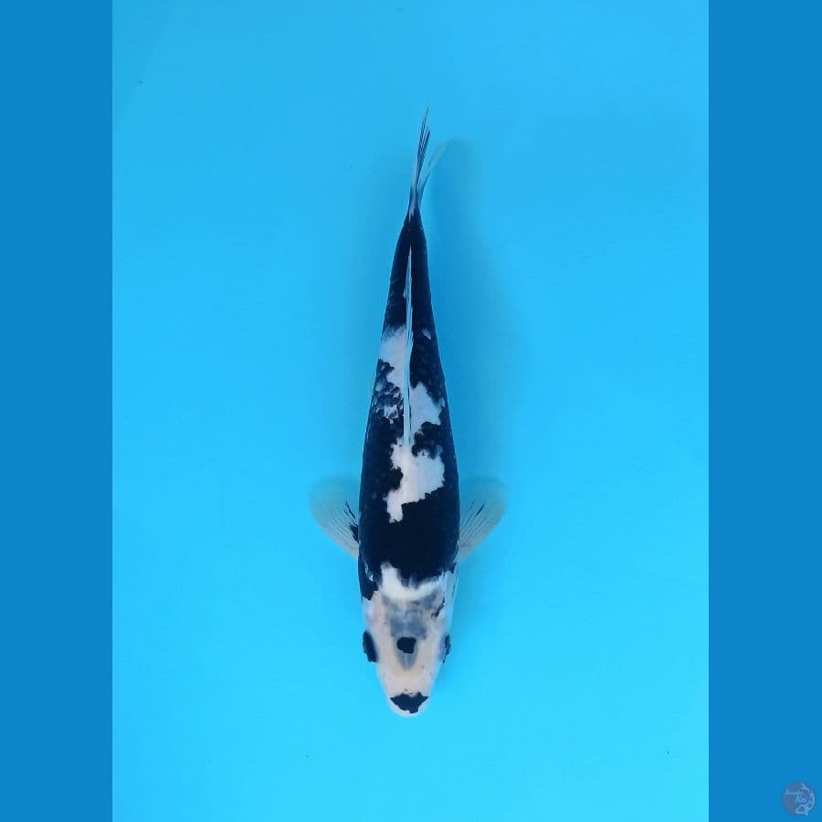 MATSUKAWABAKE PUTIH BERSIH 26CM