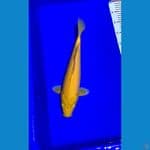karasi 37cm 