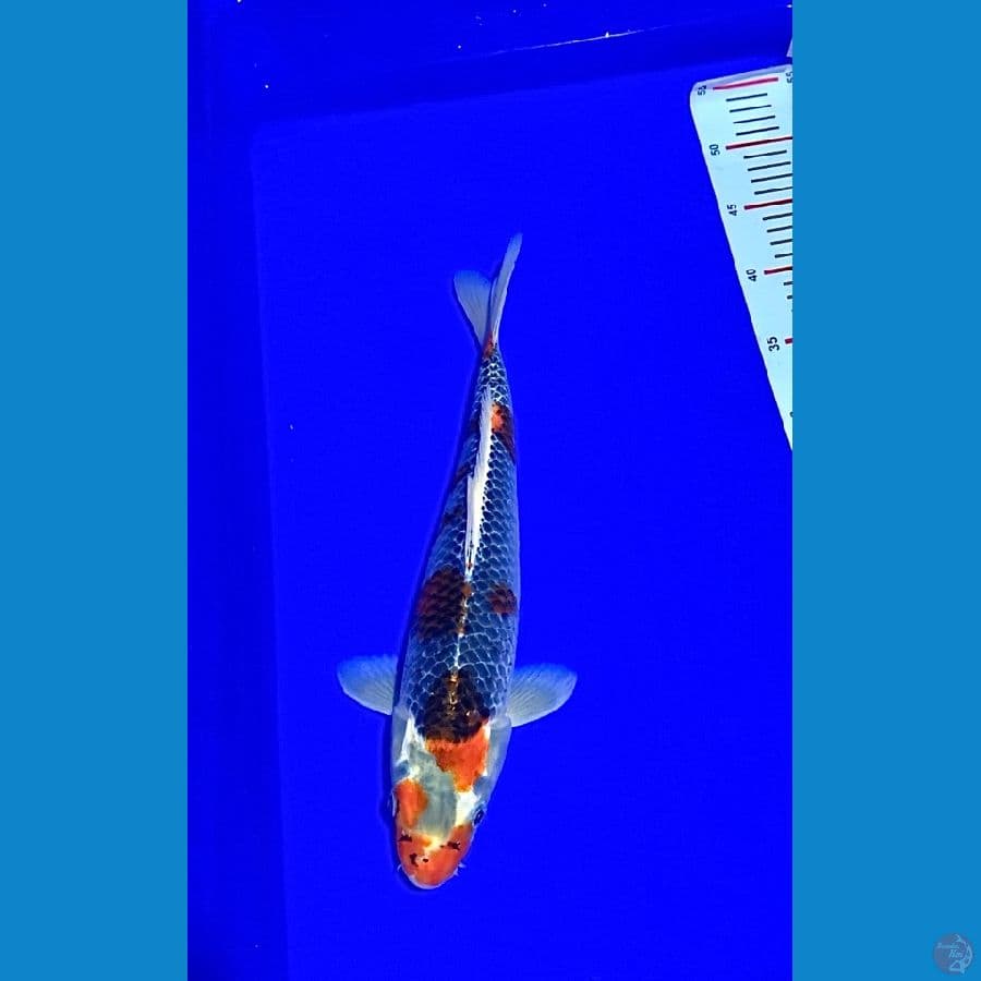 ghosiki 35cm male