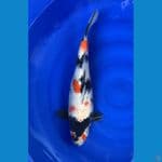 showa munuk 55cm 
