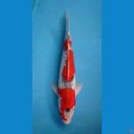 KAISAR KOI BLITAR - GHOSIKI 40CM JANTAN