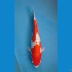 KAISAR KOI BLITAR - KOHAKU 38CM BETINA 