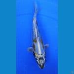 24cm, kikokuryu