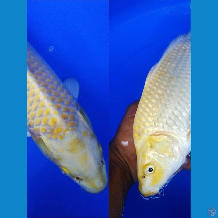 Bulky31cm, hikari ogon berpunuk